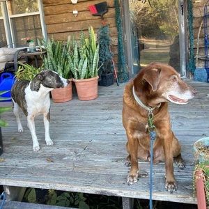 Meet your Posher, Buddy